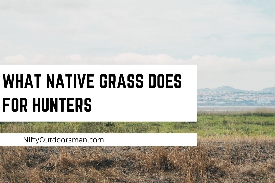 Why your property needs native grass