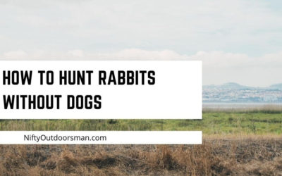 How to hunt rabbits without dogs