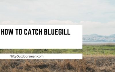 A Beginner’s Guide on How to Catch Bluegill.