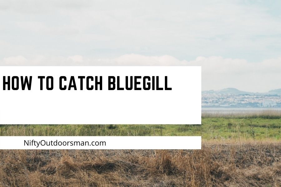A Beginner’s Guide on How to Catch Bluegill.