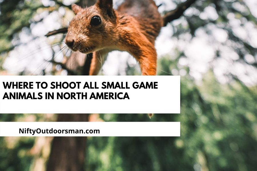 Small Game Shot Placement Guide