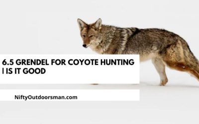 6.5 Grendel for Coyote Hunting | How Good is it?