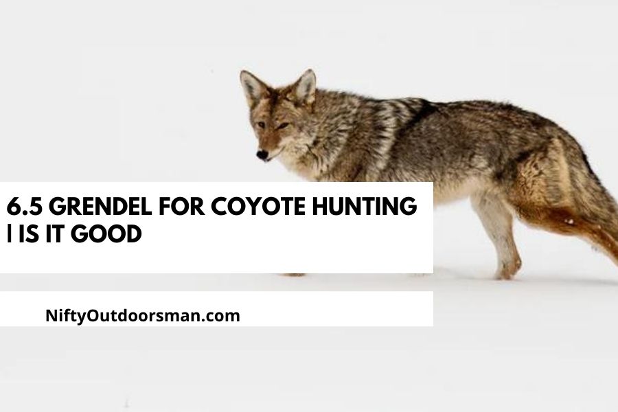 6.5 Grendel for Coyote Hunting | How Good is it?