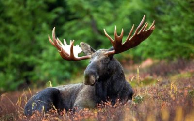 What is Best Arrow Weight for Moose