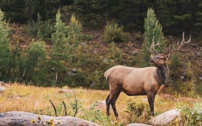 Can You Use a Single-Shot Rifle for Elk Hunting?