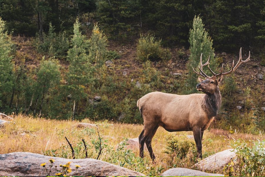 Can You Use a Single-Shot Rifle for Elk Hunting?