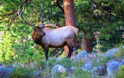 Can You Hunt Elk From a Tree Saddle? | And How to Hunt Elk With a Tree Saddle