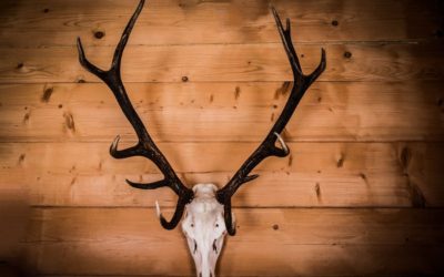 How Much Does a European Mount Cost?