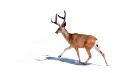 What You Should do if You Lose The Trail of  a Wounded Animal