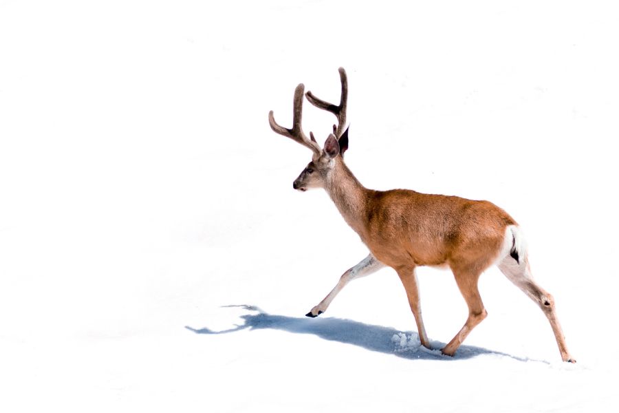 What You Should do if You Lose The Trail of  a Wounded Animal