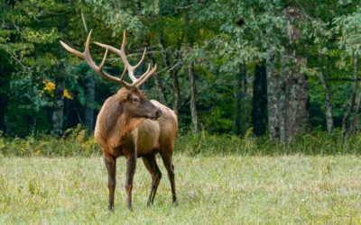 Best Elk Hunting Exercises