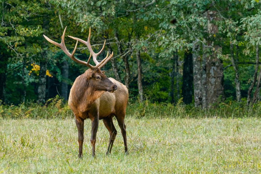 Best Elk Hunting Exercises Nifty Outdoorsman