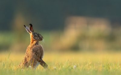 How to Hunt Rabbits Without a Rifle
