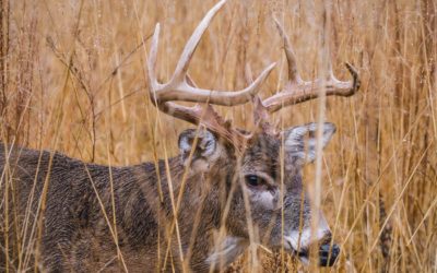 Can You Hunt Deer With an Air Rifle? | Legality, ethics, and What You Need to Know