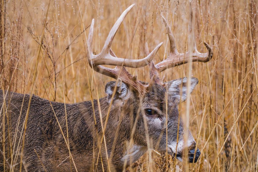 Can You Hunt Deer With an Air Rifle? | Legality, ethics, and What You ...