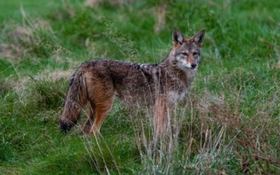 Top 5 Air Rifles for Coyote Hunting