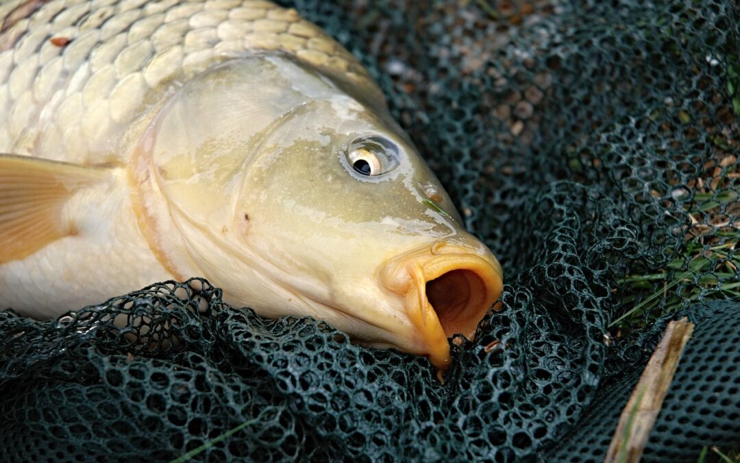 Why Carp More Anglers Should Carp Fish