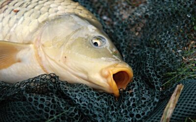 Why Carp More Anglers Should Carp Fish 
