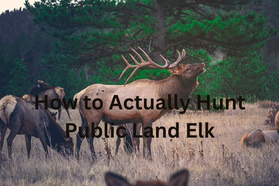Public Land Elk Hunting Tips | And How to Not be a Jerk