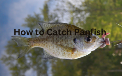 How to Catch Panfish | Gear, Locations, and Baits